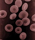 Eritrociti ili crvena krvna zrnca pod mikroskopom