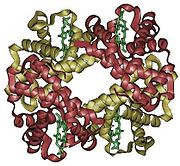 Struktura hemoglobina Struktura hemoglobina