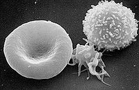 Izgled krvnih ćelija. S leva na desno: eritrocit, trombocit, leukocit