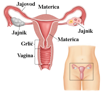 Ženski i muški polni organi